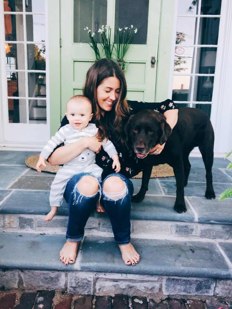 All About Our Chocolate Lab, Webster!