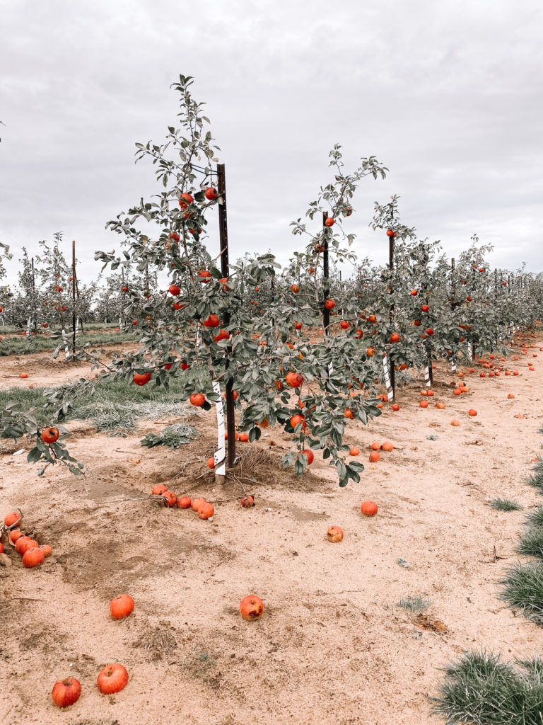 Apple Picking in Michigan