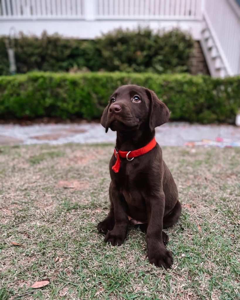 Meet Bear