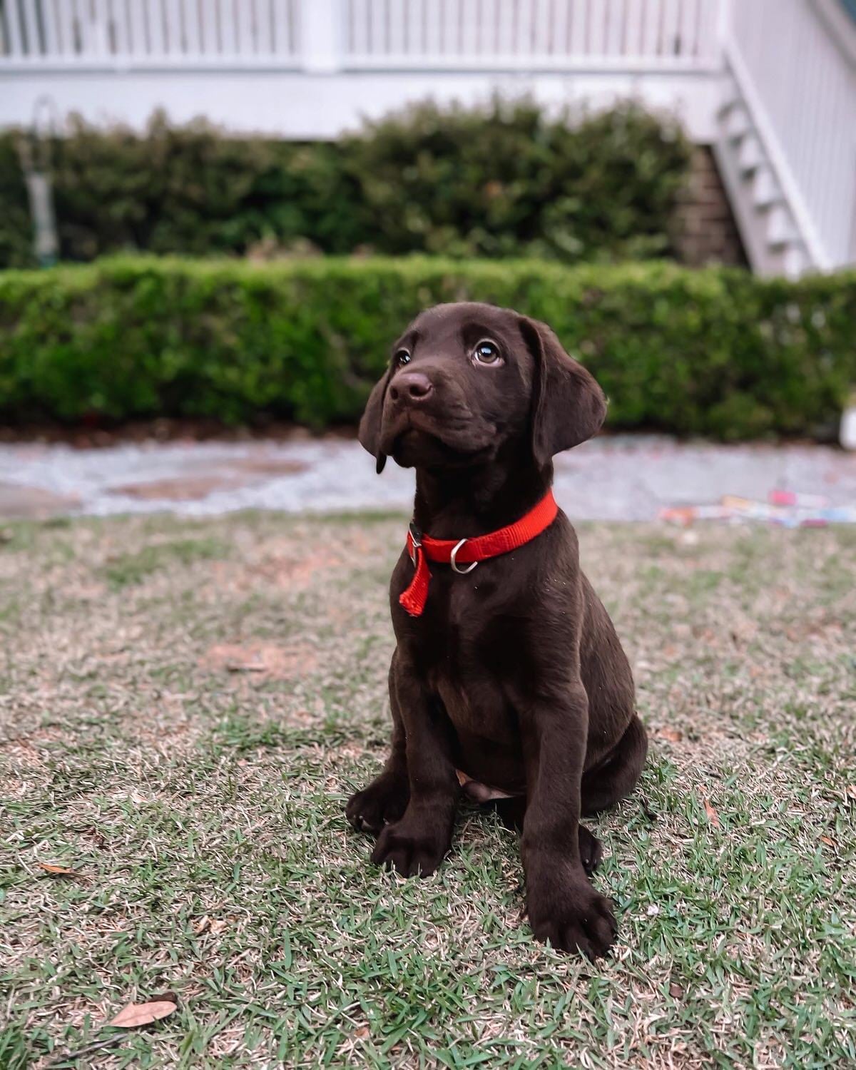 Meet Bear