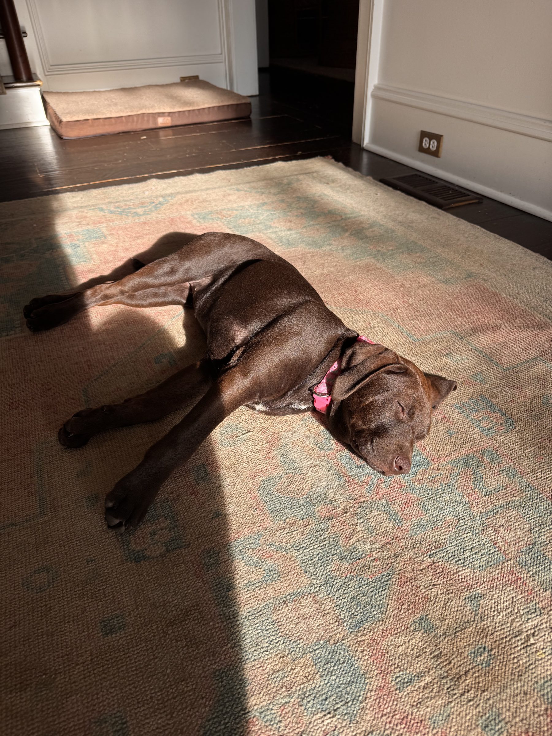 chocolate lab puppy